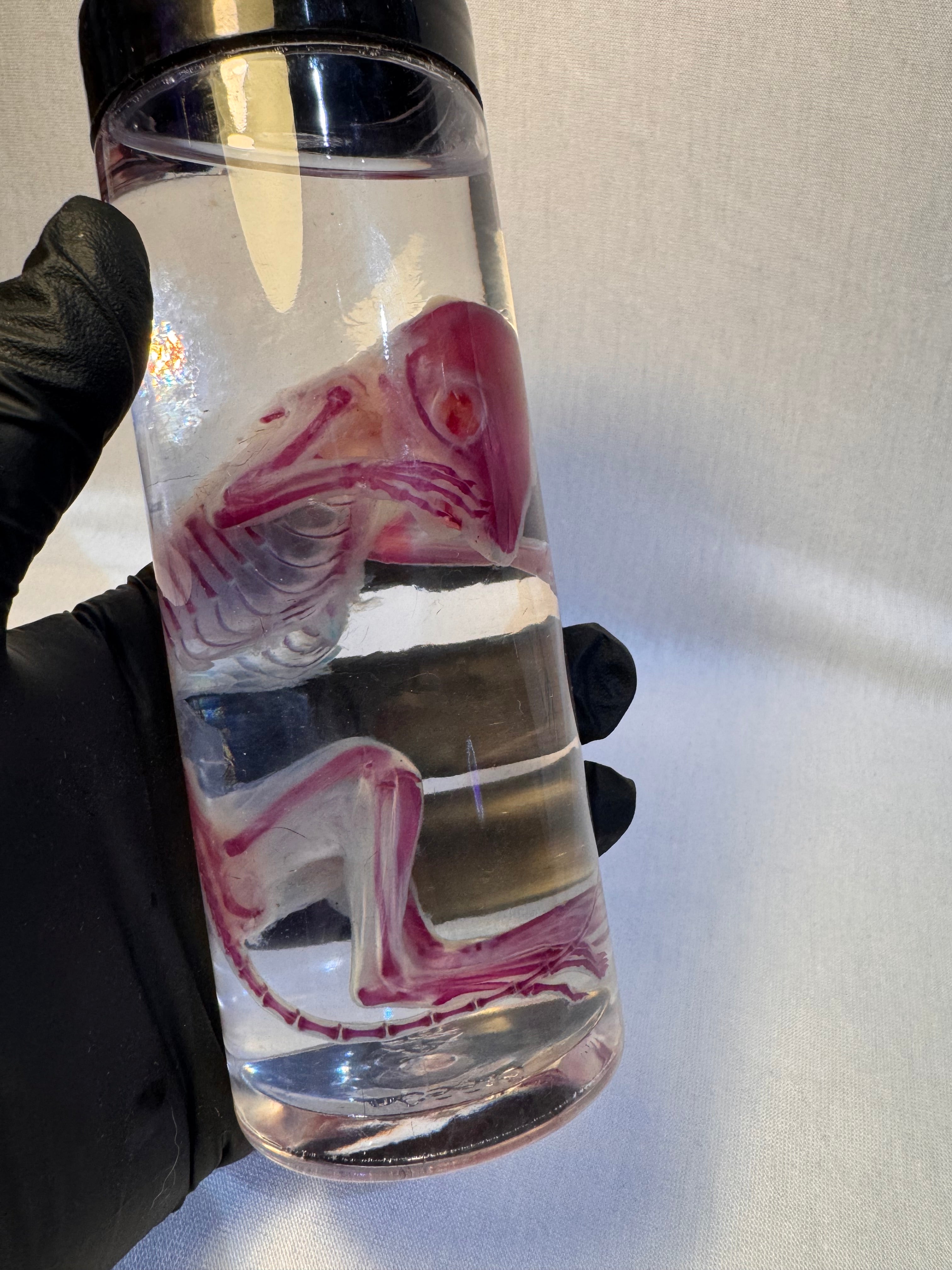 Diaphonized Chipmunk