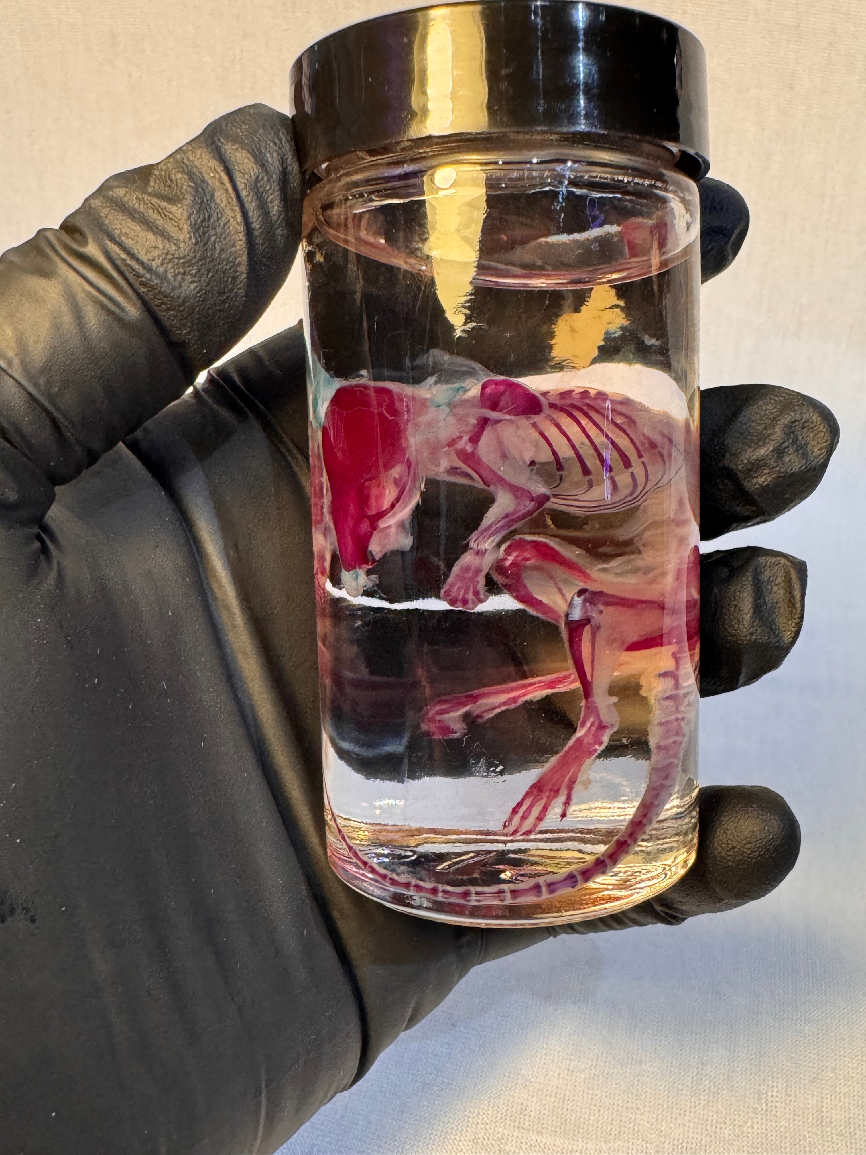 Diaphonized Adult Mouse