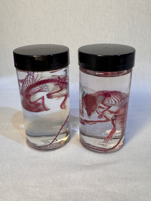 Diaphonized Adult Mouse