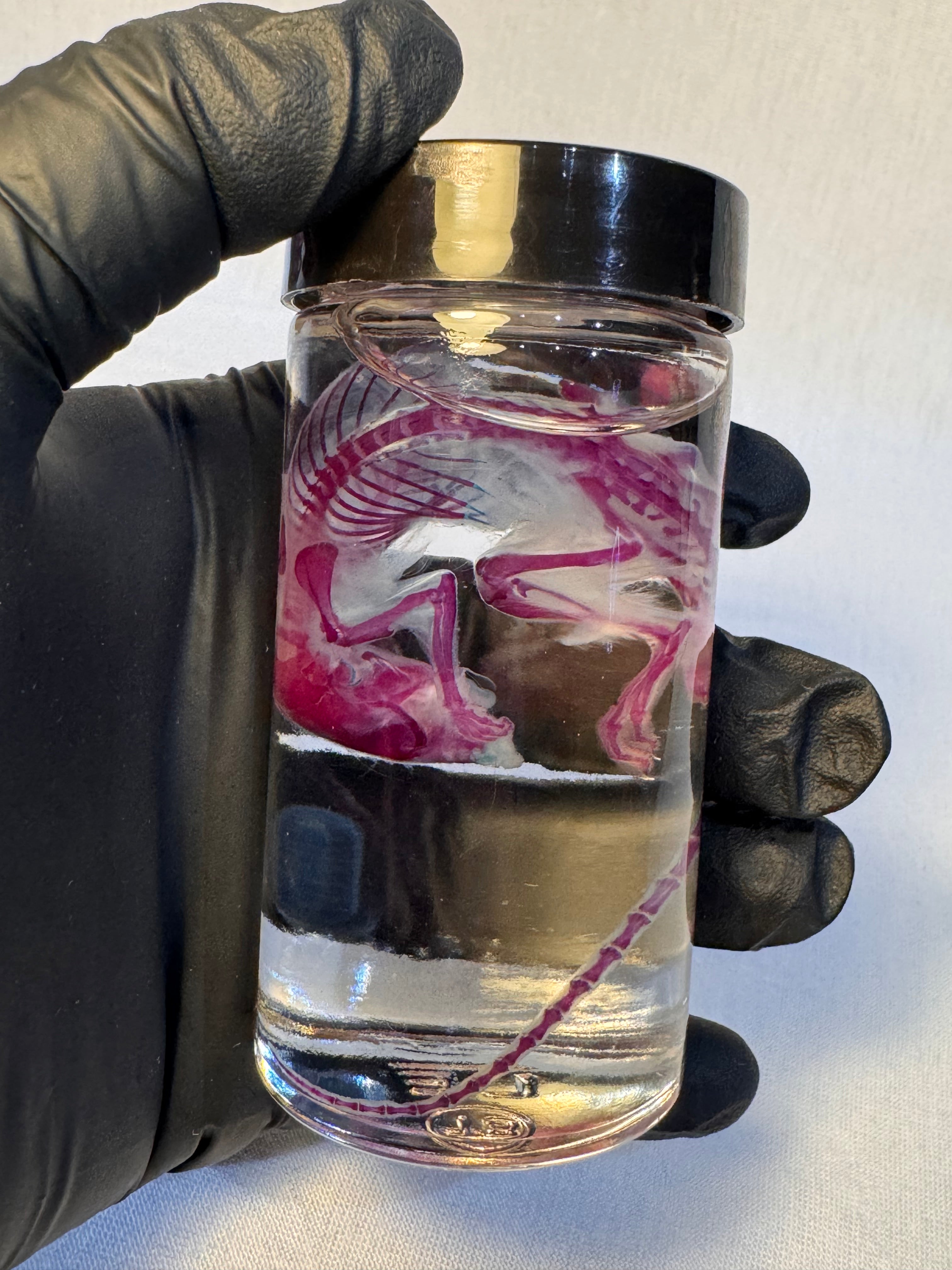 Diaphonized Adult Mouse