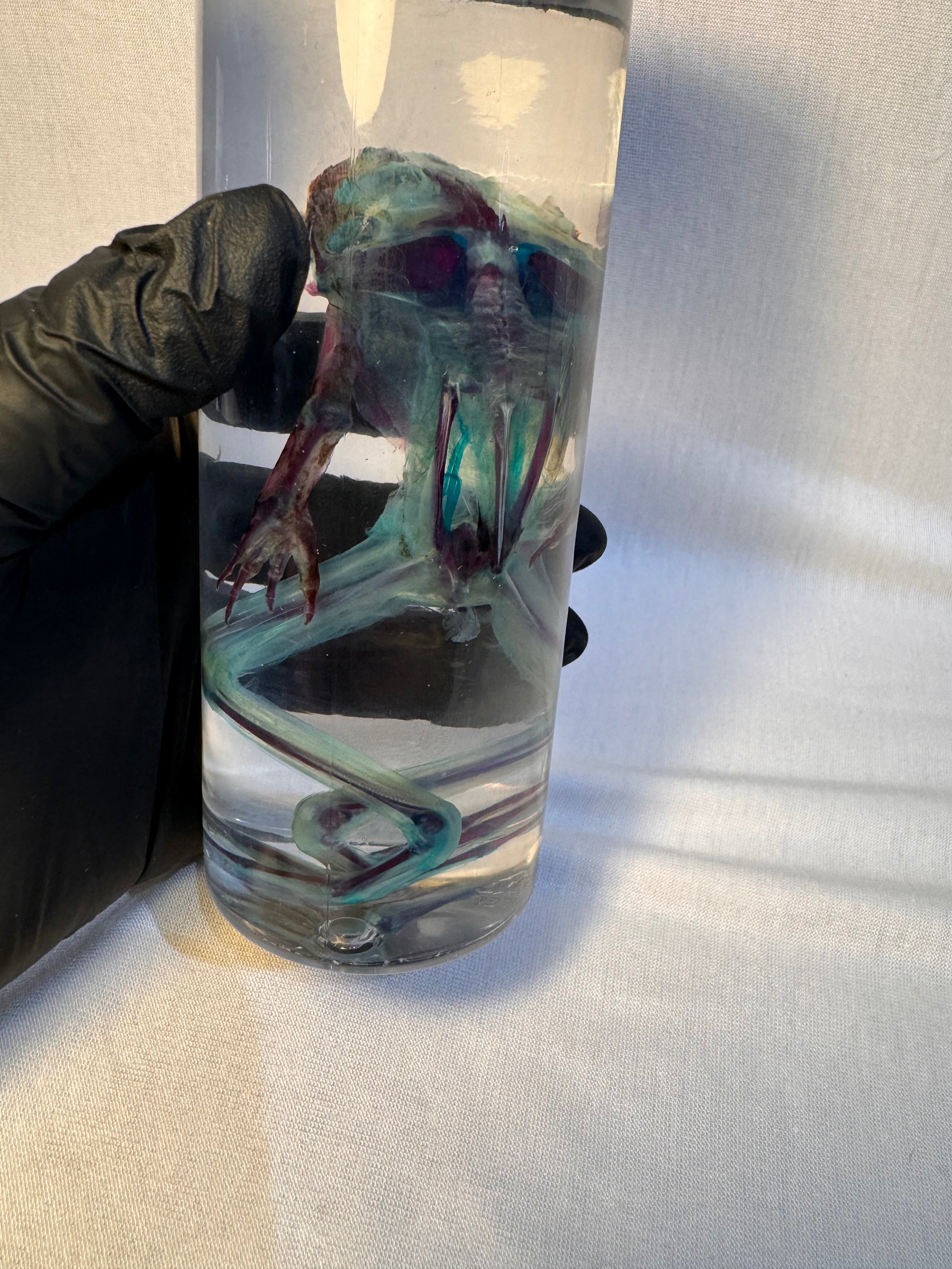 Diaphonized Leopard Frog