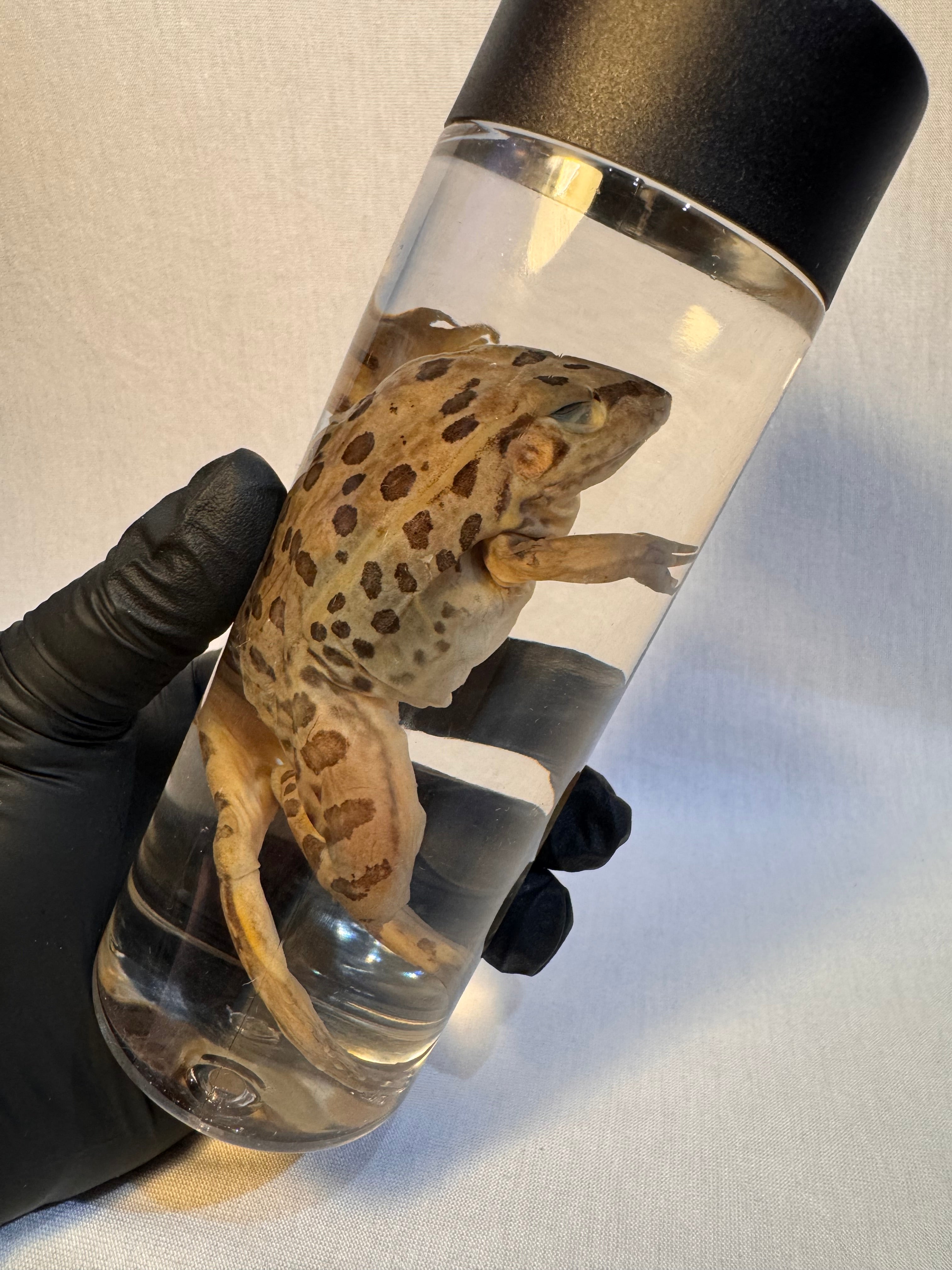 Wet Specimen Leopard Frog