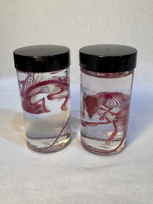 Diaphonized Adult Mouse