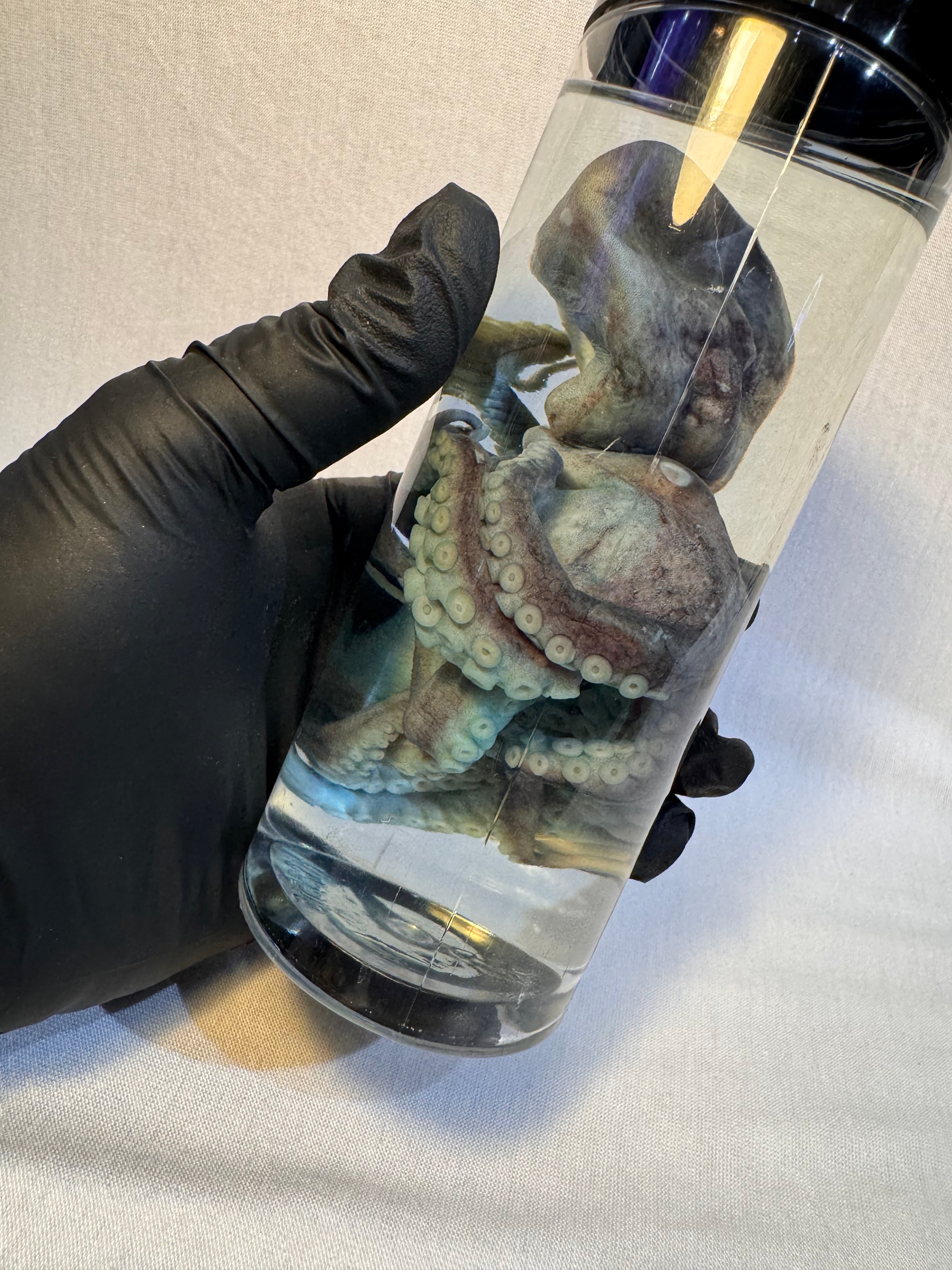 Wet Specimen Small Blue Stained Octopus