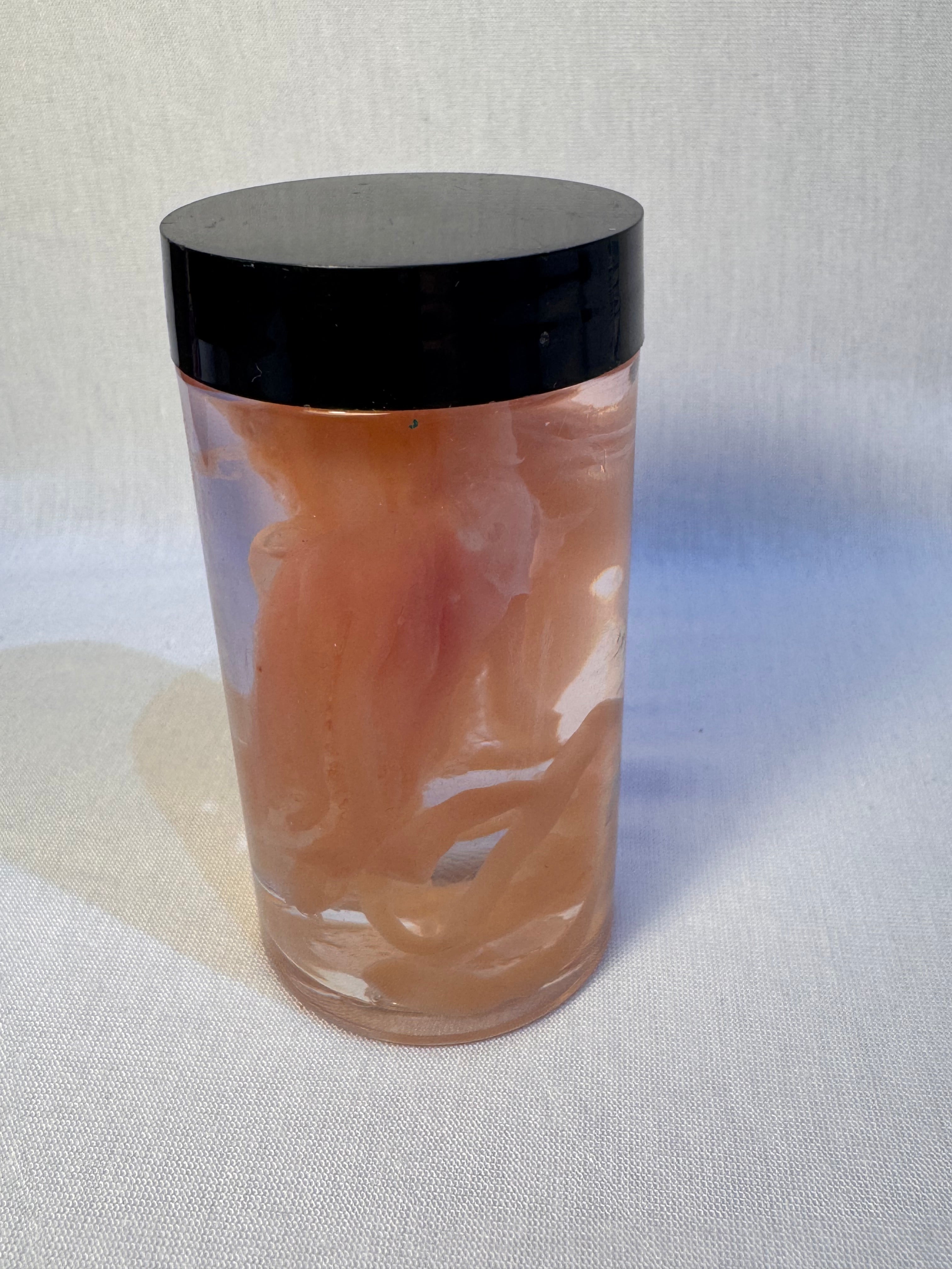 Wet Specimen Small Squid