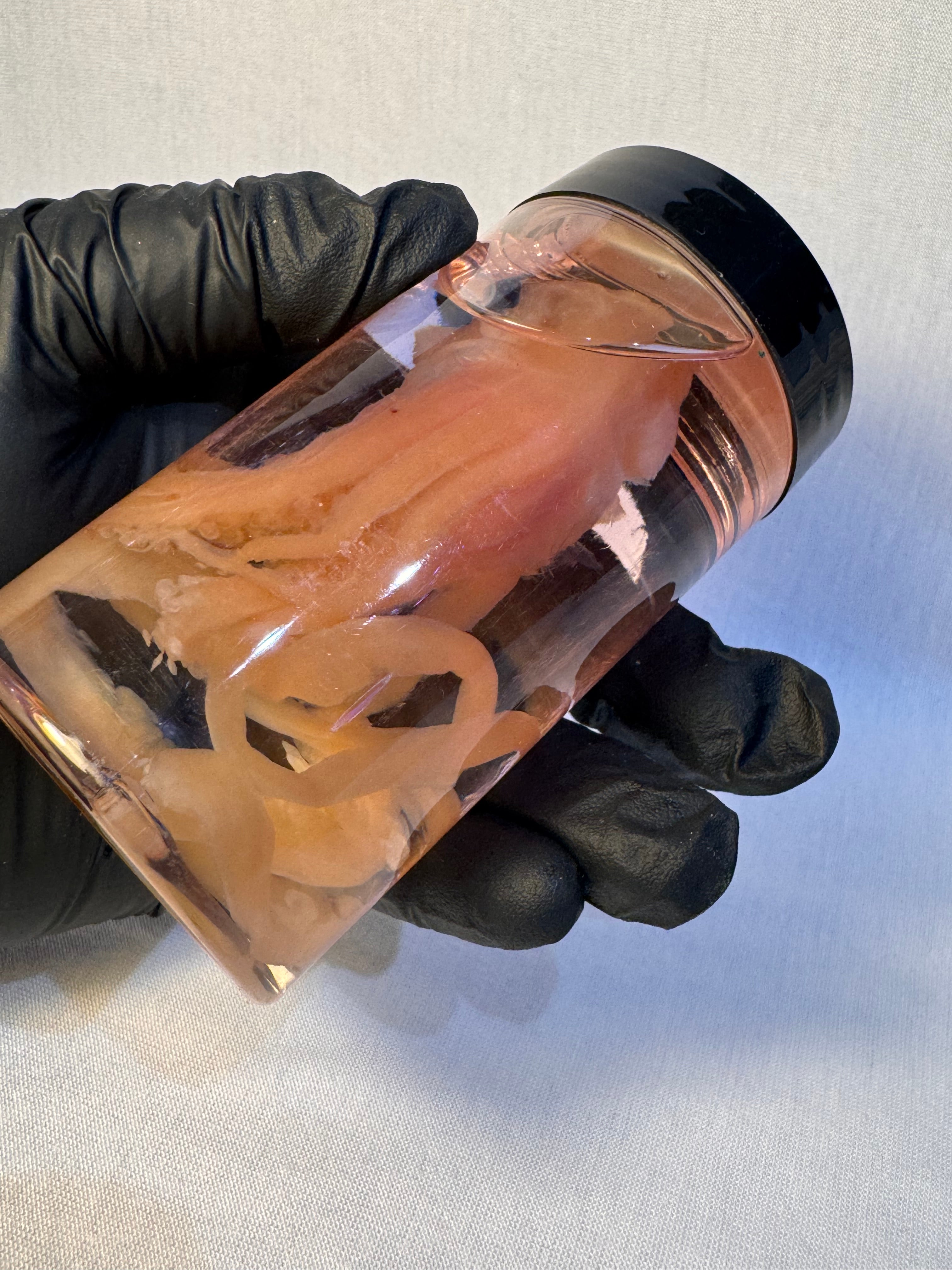 Wet Specimen Small Squid