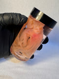 Wet Specimen Small Squid