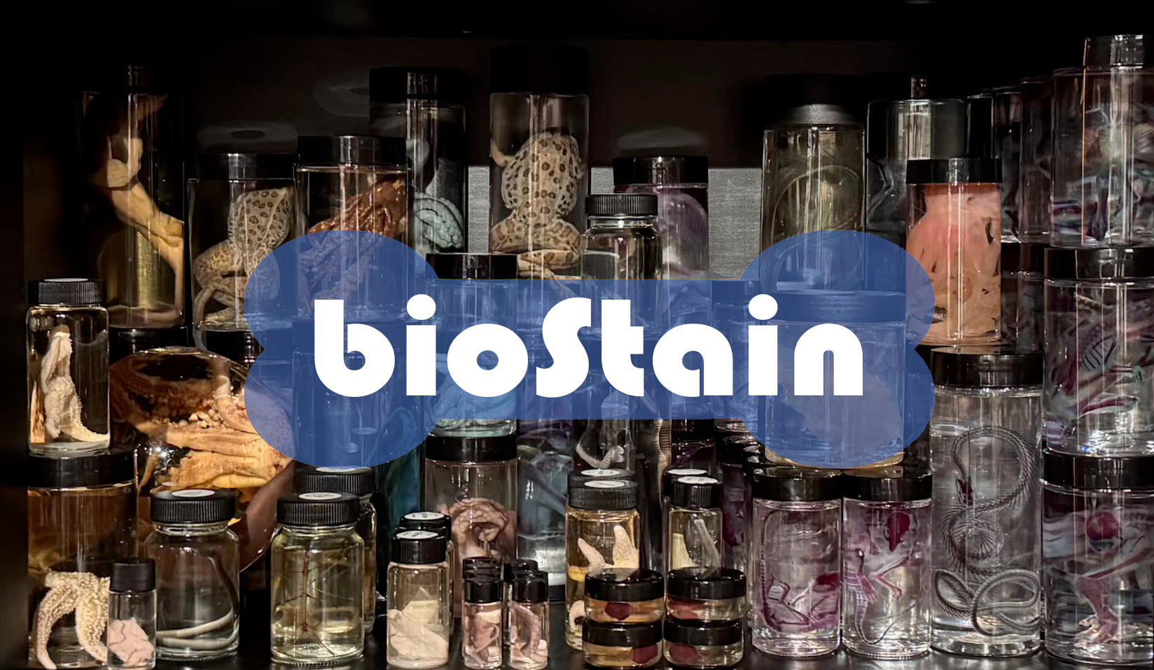 bioStain - Diaphonized Specimens
