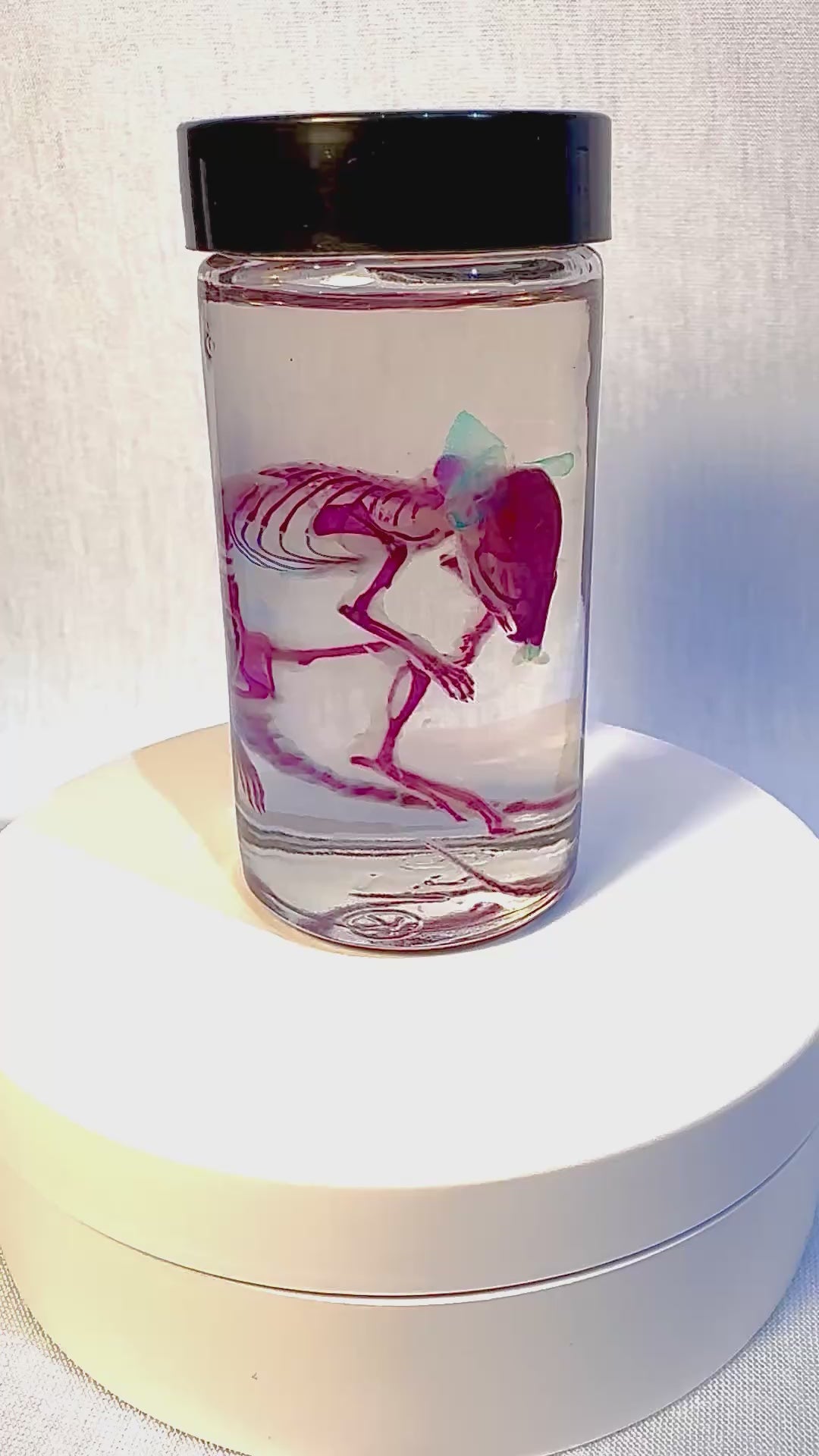 Diaphonized Adult Mouse