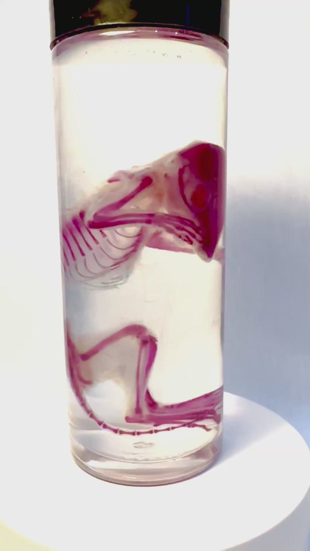 Diaphonized Chipmunk