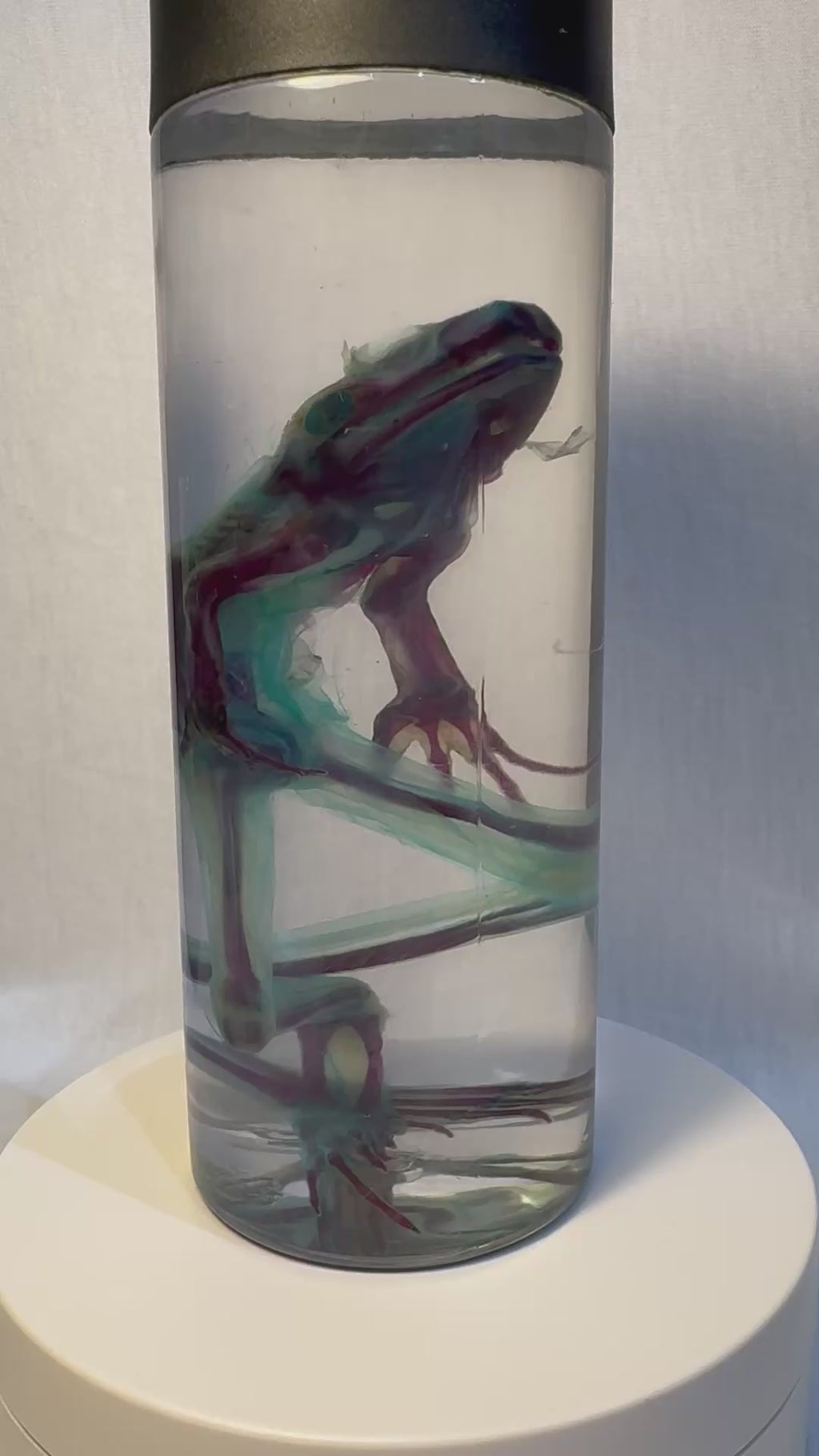 Diaphonized Leopard Frog