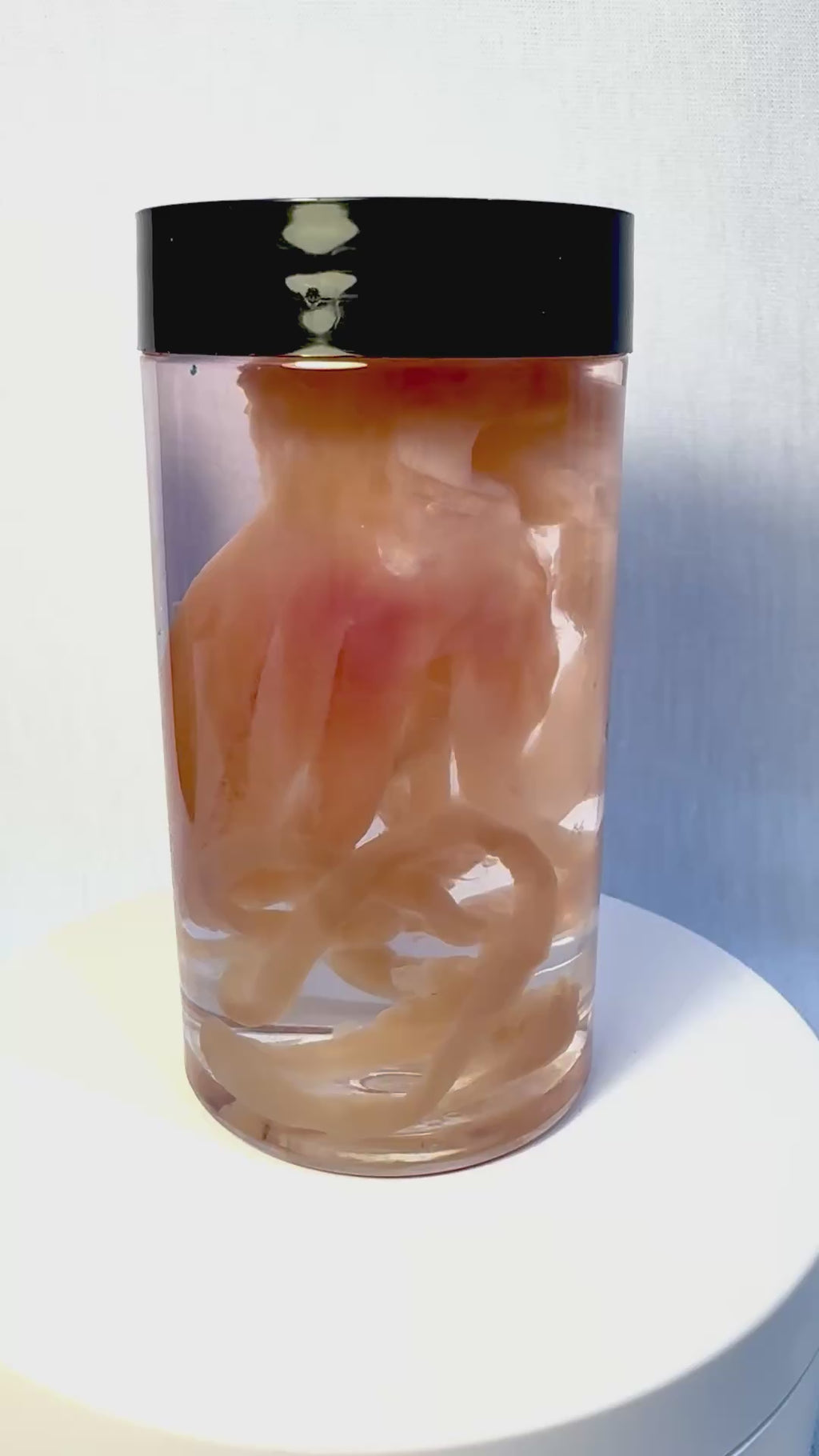 Wet Specimen Small Squid