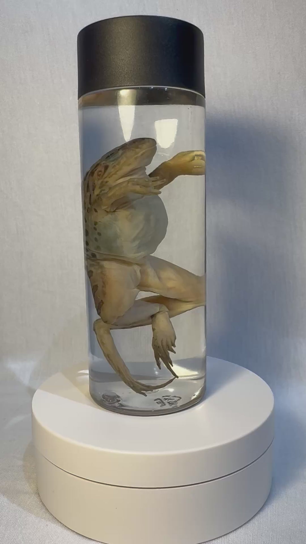 Wet Specimen Leopard Frog