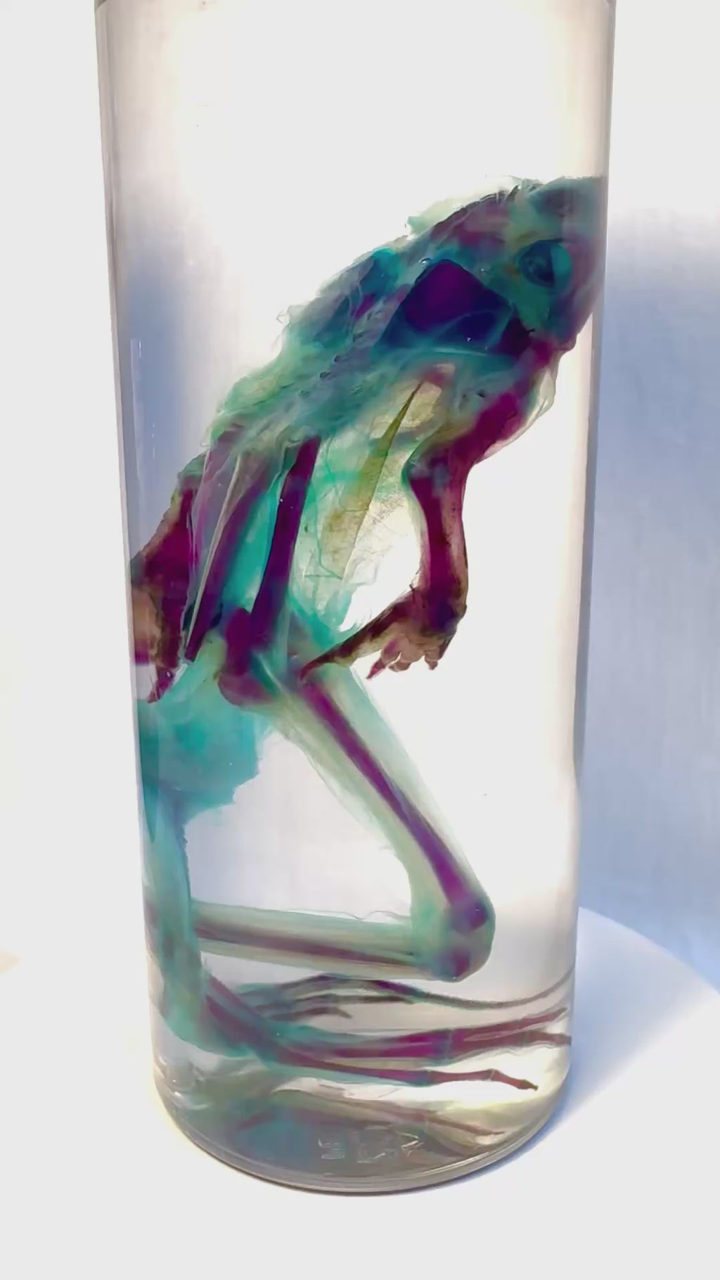 Diaphonized Leopard Frog